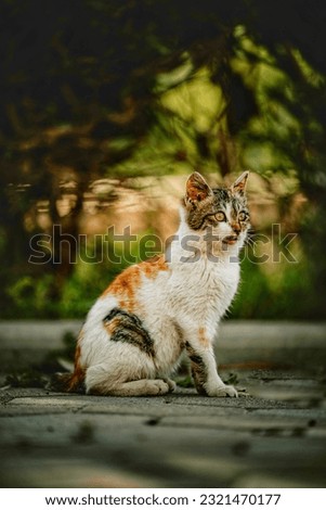 Cute cate pic with nature