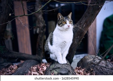 Korean Short Hair Cat Images Stock Photos Vectors Shutterstock