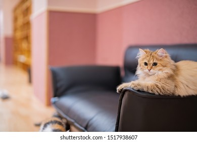 Cute Cats In The Cat Cafe