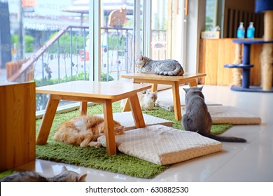 Cute cats in cat cafe thailand - Powered by Shutterstock
