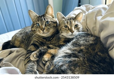 Cute Cats cuddling together sleeping and grooming each other brown tabby domestic shorthair tortoise shell - Powered by Shutterstock