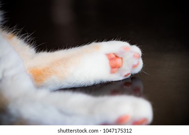 12,717 Cat Paw Ball Images, Stock Photos & Vectors | Shutterstock