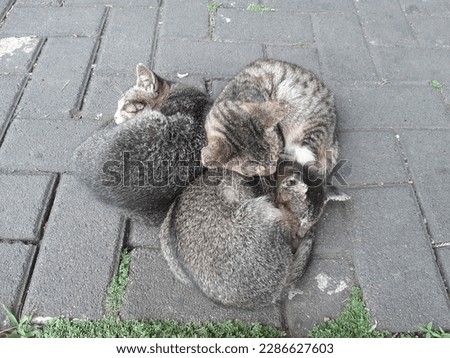 cute cats are taking nap together