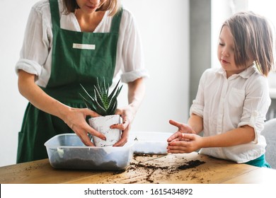 Cute Caucasian Girl Woman In Green Apron With Child Daughter Replanting, Planting Haworthia Succulent In Pot. Concept Of Education Care Home Plants, Planting, Dirty And Soil On Wooden Table