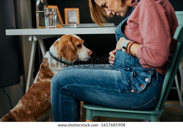 40代の可愛い白人の妊婦が 自宅のオフィスに座って愛犬と遊んでいる の写真素材 今すぐ編集 40代の可愛い白人の妊婦が 自宅のオフィスに座って愛犬と遊んでいる の写真素材 今すぐ編集