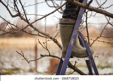 cute caucasian woman gardener pruning apple tree branches with pruning shears standing on stepladder in rubber boots, concept winter spring tree pruning and winter garden care