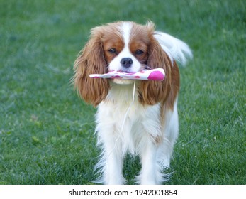 Cute Cavalier Dog In The Garden With Birthday Hat 