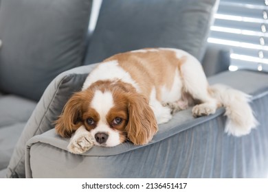 Cute cavalier dog lies lonely on the armrests of the gray sofa and looking at camera. - Shutterstock ID 2136451417