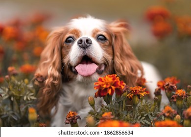 Cute cavalier king charles dog with tongue out among orange flowers. Close up pet portrait 