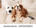 Cute cavalier King Charles spaniel with soccer ball and TV remote lying on sofa at home