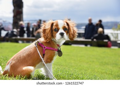 Cute Cavalier King Charles Spaniel Copper Colored Dog With Harness And Leash On Green Grass Lawn.