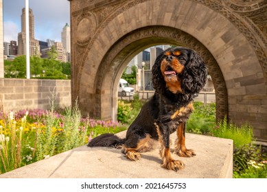 A Cute Cavalier King Charles Spaniel Dog Poses By A Stone Arch, The Old Chicago Stock Exchange Archway, In The City.