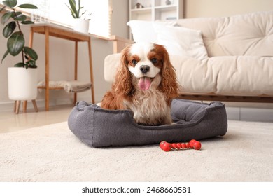 Cute cavalier King Charles spaniel with toy lying in pet bed at home - Powered by Shutterstock