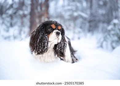 A cute Cavalier King Charles Spaniel with expressive big eyes sits in a snowy landscape. The brown and white fur dog looks wistfully at the snow-draped trees in this serene winter setting. - Powered by Shutterstock