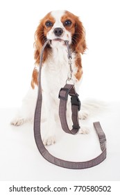 Cute Cavalier King Charles Spaniel Dog Puppy On Isolated White Studio Background. Dog Puppy With Leash Lead.