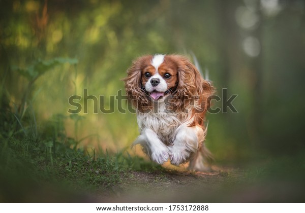 Cute\
cavalier king charles spaniel joyfully running along the path\
against the backdrop of a summer sunset\
forest