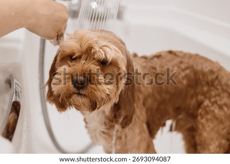 Cute cavapoo dog stands in a bathroom tub while being washed with a shower, wet fur and gentle lighting.