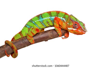 Cute Chameleon Isolated On White Background