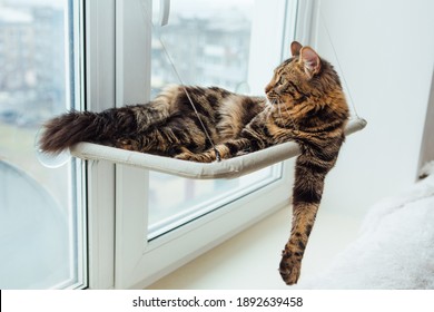 Cute Charcoal Bengal Kitty Cat Laying On The Cat's Window Bed. Sunny Seat For Cat On The Window.