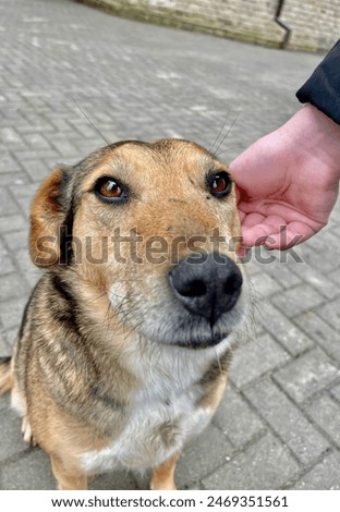 Cute and charming dog in the frame.