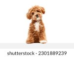 Cute charming dog. Shot of Maltipoo with big kind eyes and brown fur posing isolated over white studio background. Close up. Pet looks healthy and happy. Friend, love, care and animal health concept