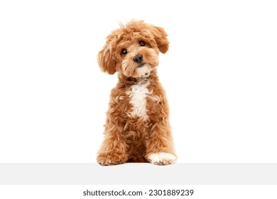 Cute charming dog. Shot of Maltipoo with big kind eyes and brown fur posing isolated over white studio background. Close up. Pet looks healthy and happy. Friend, love, care and animal health concept - Shutterstock ID 2301889239