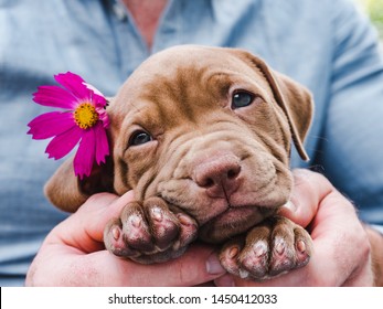 Chiot Mignon Images Stock Photos Vectors Shutterstock