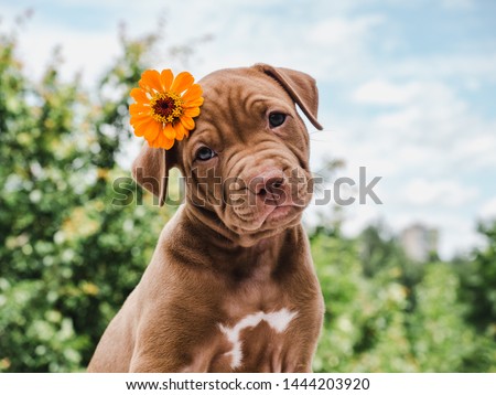 Cute, charming puppy, sitting on a soft rug on a background of green trees, blue sky and clouds on a clear, summer day. Close-up. Pet care concept
