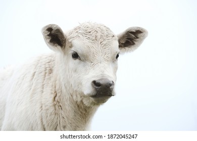 Cute Charolais Beef Calf Close Up For Baby Cow Portrait, Isolated On Background.