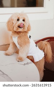 Cute, cheerful, ginger Cavapoo or Cockapoo dog sitting at the table. A hybrid breed of Cocker Spaniel and Poodle.