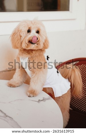 Cute, cheerful, ginger Cavapoo or Cockapoo dog sitting at the table. A hybrid breed of Cocker Spaniel and Poodle.