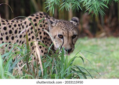 Cute Cheetah Stalking By Plantlife