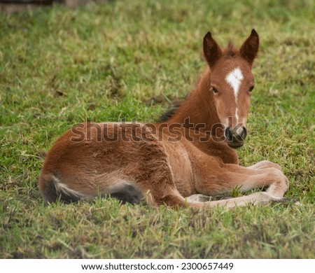cute chestnut foal filly  colt or baby horse laying down on grass with white star on forehead and skinny blaze facial marking ears forward and looking at camera horizontal equine image room for type