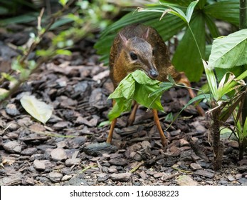 Cute Chevrotain Eating Mouse Deer