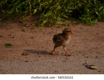 cute chick 