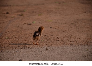 cute chick 