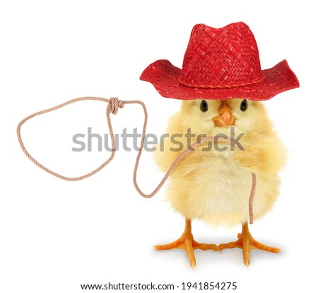 Cute chick cowboy with lasso funny conceptual photo