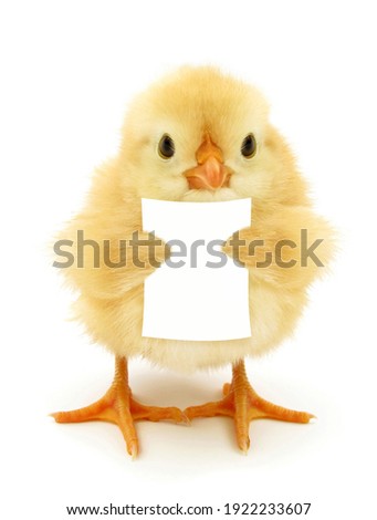 Cute chick is reading or holding blank white paper note funny conceptual photo