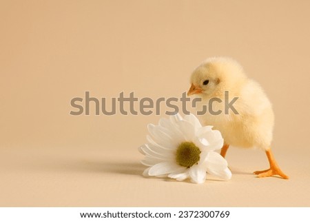 Cute chick with white chrysanthemum flower on beige background, closeup and space for text. Baby animal
