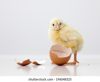 Cute Chicken Eggs Stock Photo 196048325 | Shutterstock