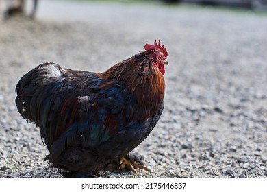 Cute Chicken Rooster Long Feathers On Stock Photo 2175446837 | Shutterstock