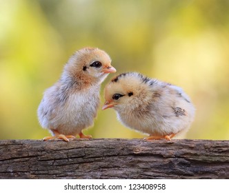 Cute Babies Chicks On Nature Background Stock Photo (Edit Now) 153301214
