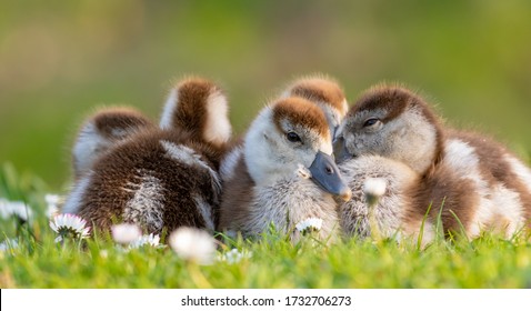 cute chicks of an egyptian goose new born babies birds in a park during spring season