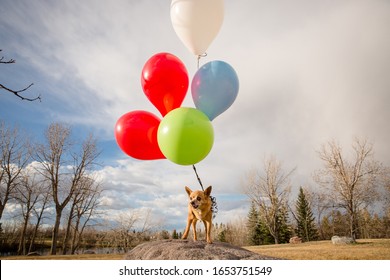 Cute Chihuahua With Birthday Balloons Outside