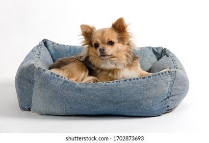 Cute Chihuahua Breed Dog Sleeping On Handmade Jeans Denim Cot For Domestic Animals (cats And Dogs) In Studio Against White Background. 