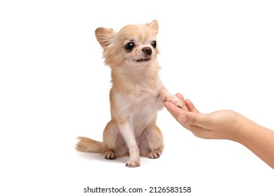 Cute Chihuahua Brown Dog And Owner Hand Shaking Or Shaking Hands, Dog With Paw And Looking Up To Owner On White Background