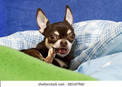 Cute Chihuahua Chew Own Paw