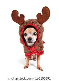 Funny Christmas Animals Images Stock Photos Vectors Shutterstock