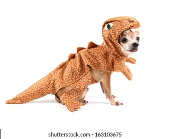 A Cute Chihuahua In A Costume