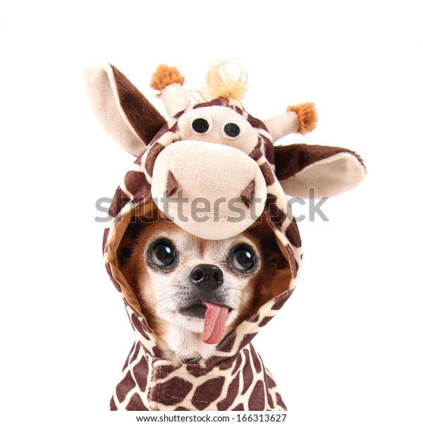 dog dressed as giraffe